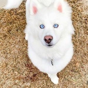 Meet your Posher, Sandy